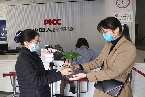 人保财险莆田市分公司赠送客户水培植物.jpg