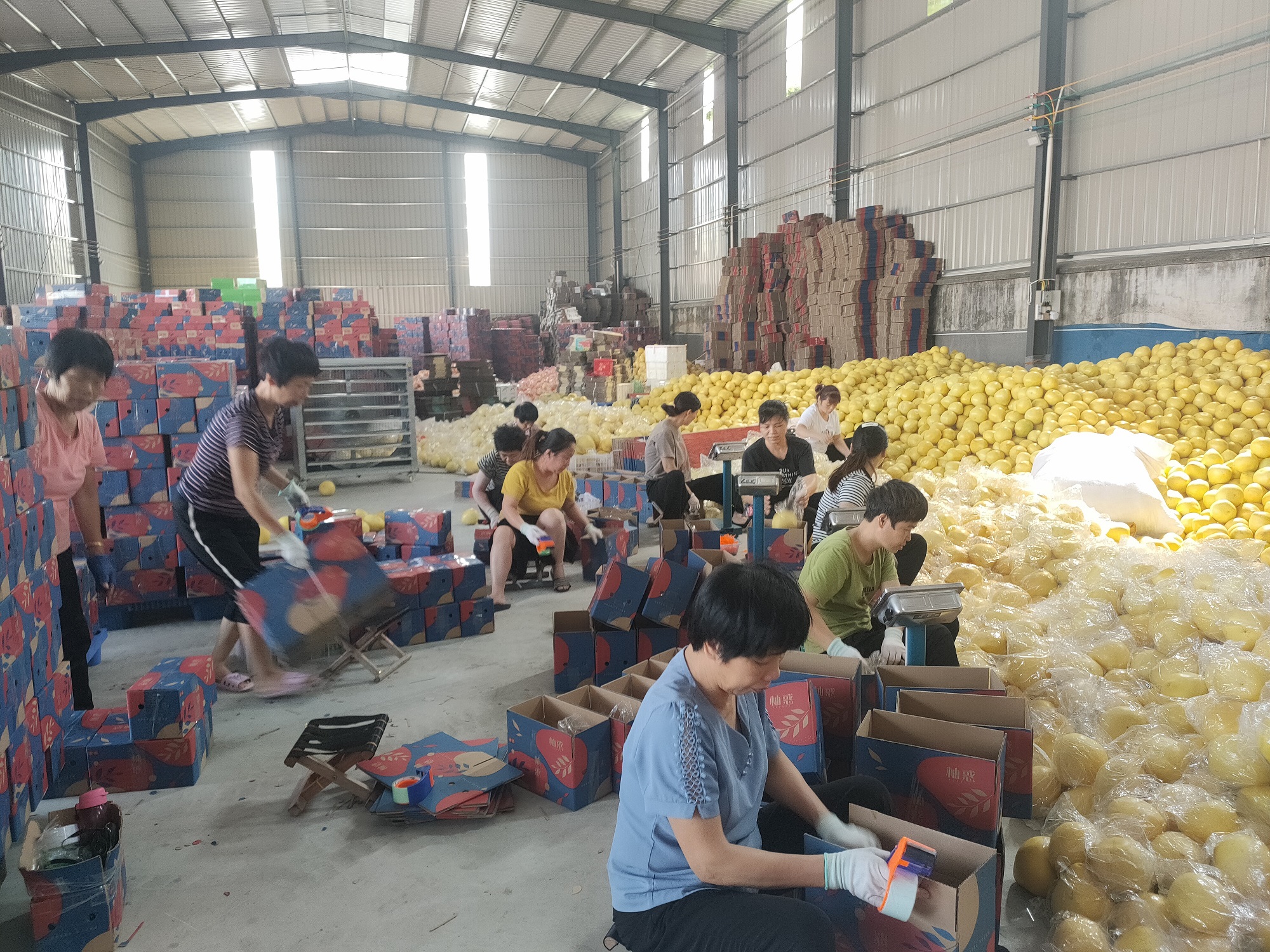 图片说明：平安产险福建分公司委托好车主商城供应商优先收购脱贫户种植的柚子。.jpg
