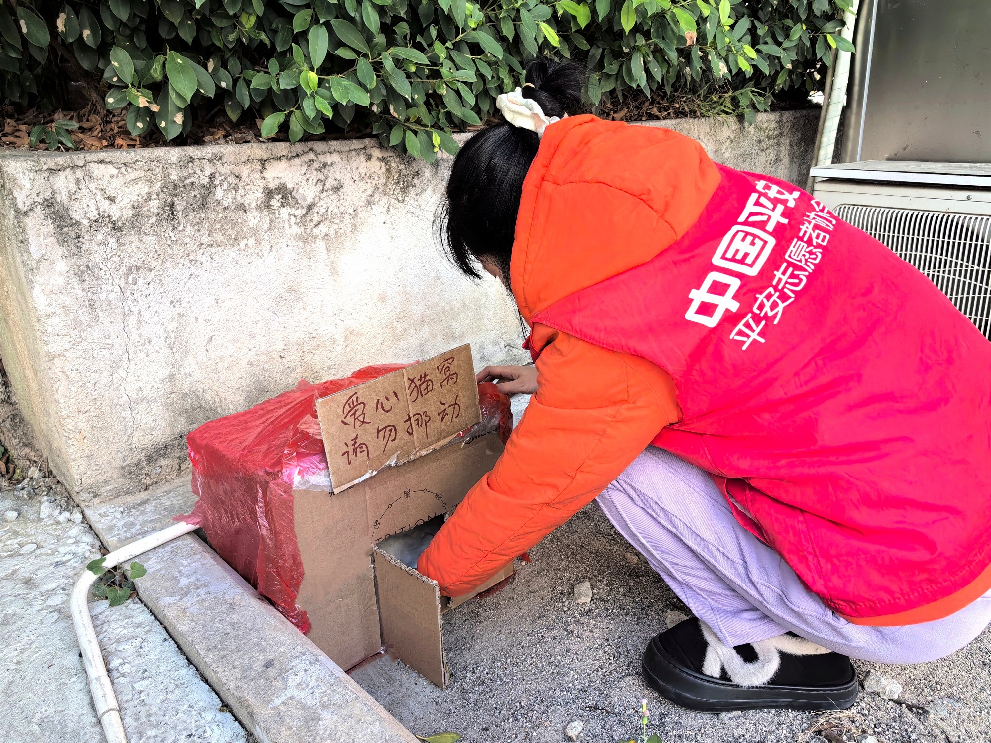废纸箱变暖巢，平安产险龙岩中心支公司为流浪猫筑起冬日避风港2.jpg